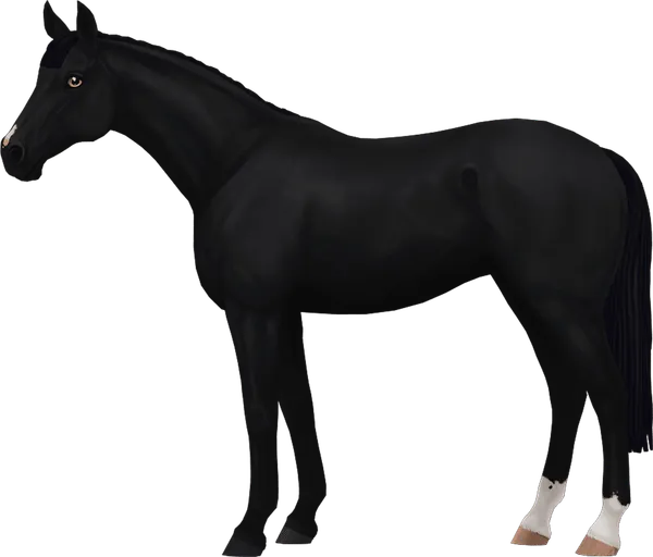 English Thoroughbred, Black