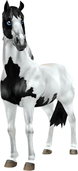 American Paint Horse, Black Tobiano