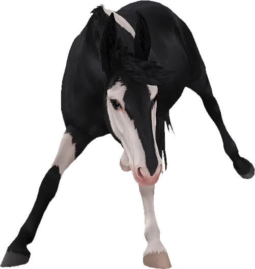 Mule, Black Tobiano