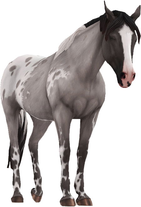 Appaloosa in Star Stable Online