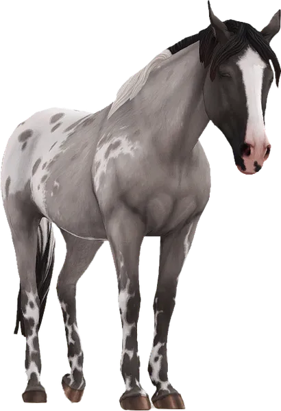 Appaloosa, Grullo Extended Blanket