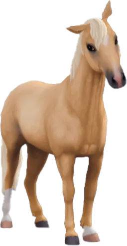 Chincoteague Pony, Palomino