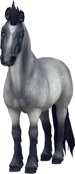 North Swedish Horse, Blue Roan