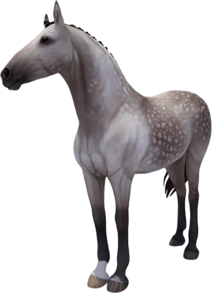 Paso Fino, Dapple Rose Grey