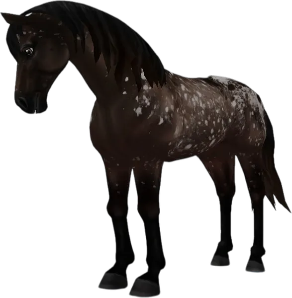 Appaloosa, Brown Spotted Blanket