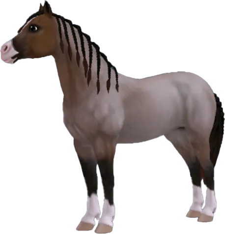 Welsh Pony, Bay Roan
