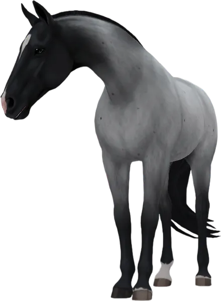 Tennessee Walking Horse, Blue Roan
