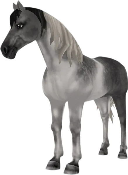 American Paint Horse, Dapple Grey Tobiano