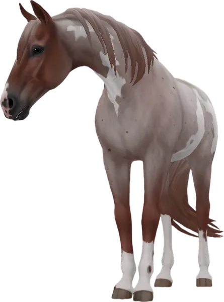 Tennessee Walking Horse, Red Roan Pinto