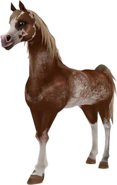 Arabian Thoroughbred, Flaxen Chestnut Rabicano