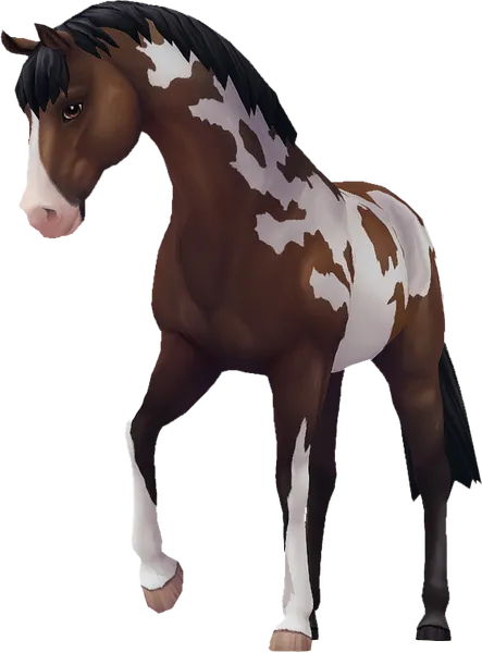 Jorvik Warmblood, Bay Overo