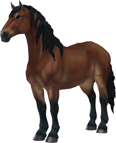 Percheron, Bay Pangare
