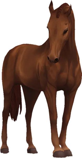 Belgian Warmblood, Dark Chestnut
