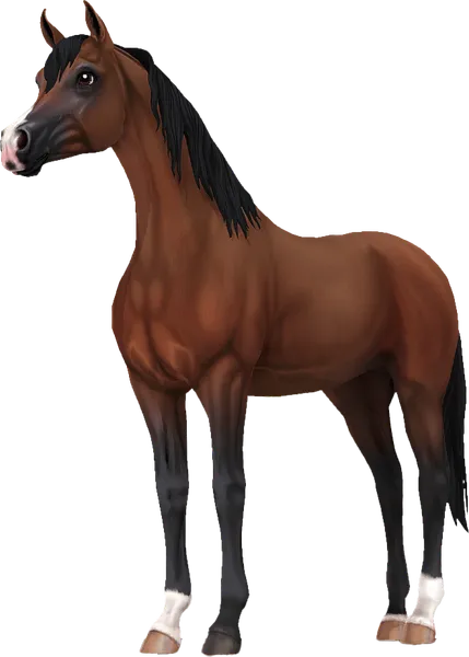 Arabian, Bay