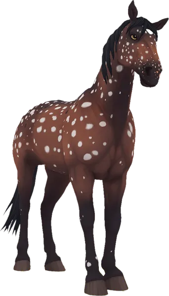 Knabstrupper, Bay Snowflake