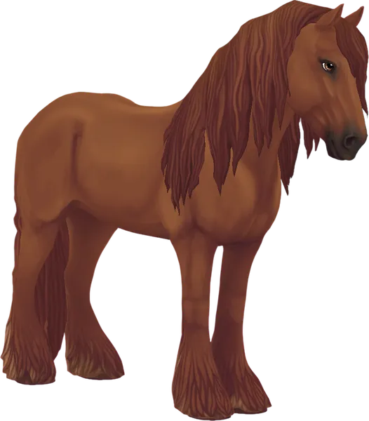 Irish Cob, Chestnut