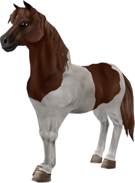 Chincoteague Pony, Chestnut Pinto