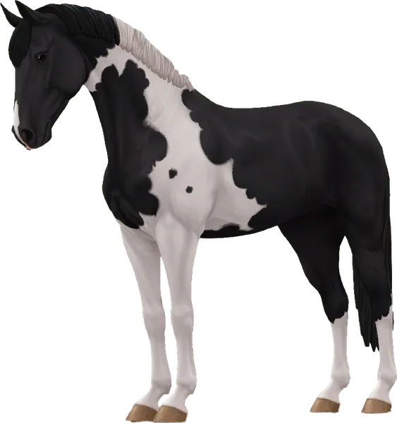 Selle Francais, Black Tobiano