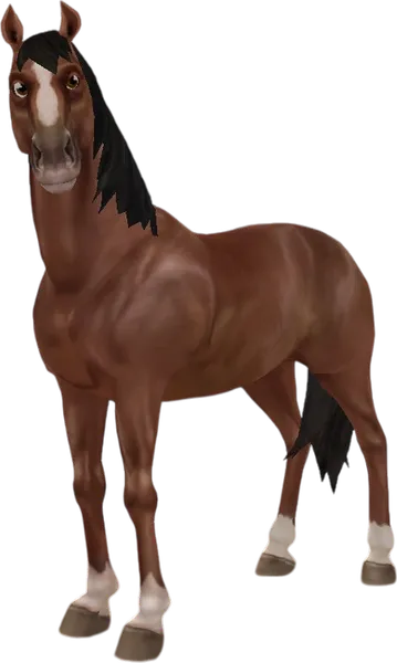 Dutch Warmblood, Brown Bay