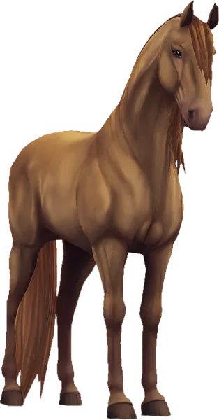 Lusitano, Pearl
