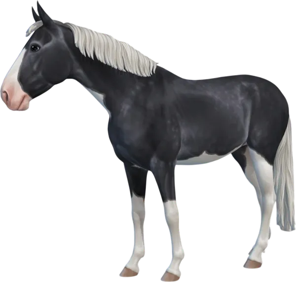 Swedish Warmblood, Steel Grey Splashed White