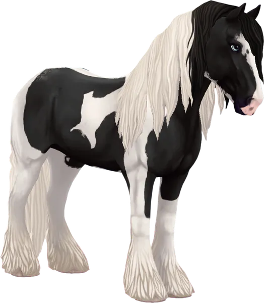 Irish Cob, Black Tobiano