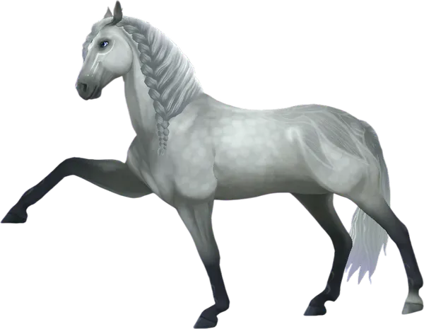 Jorvik Andalusian, Dapple Grey