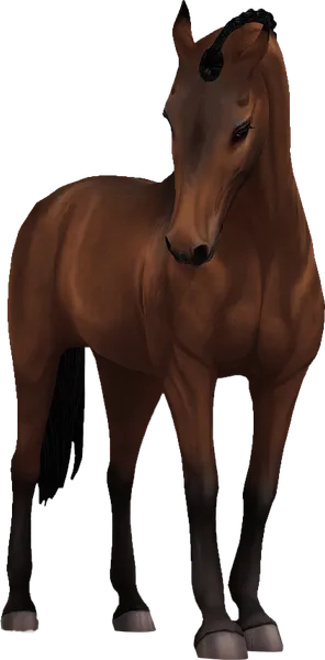 Belgian Warmblood, Sooty Bay