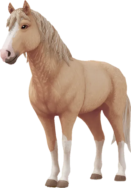 Curly Horse, Palomino