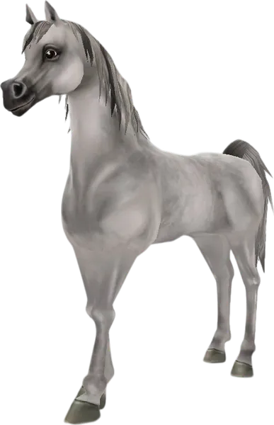 Arabian Thoroughbred, Light Grey
