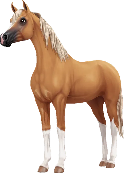 Arabian, Palomino