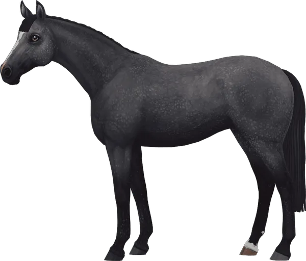 English Thoroughbred, Steel Grey