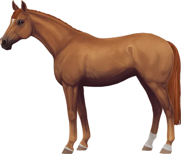 English Thoroughbred, Chestnut
