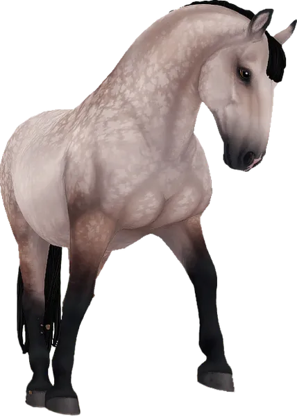 Lipizzaner, Bay Rose Grey