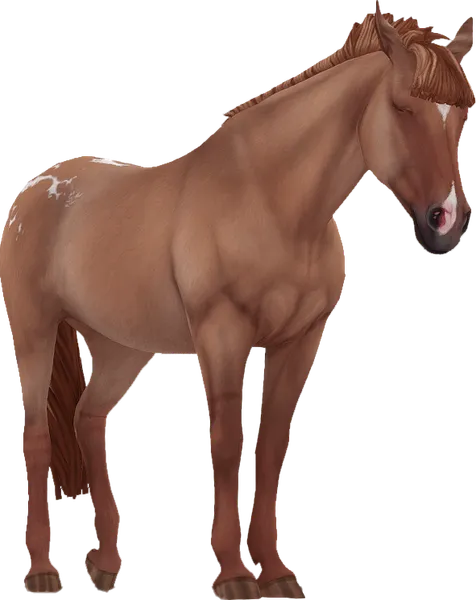 Appaloosa, Red Dun Lacing Blanket