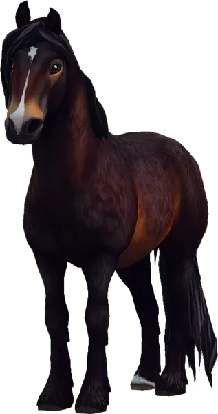 North Swedish Horse, Dapple Seal Brown