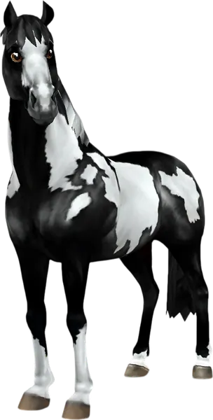American Paint Horse, Black Overo