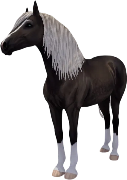 Paso Fino, Silver Black