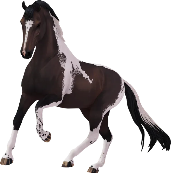 Dutch Warmblood, Dark Bay Tobiano