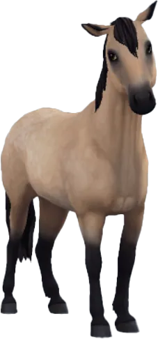 Chincoteague Pony, Buckskin