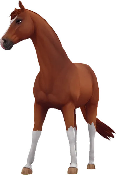 Trakehner, Chestnut