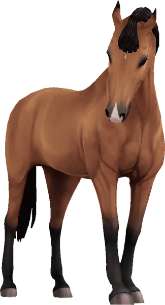 Belgian Warmblood, Buckskin
