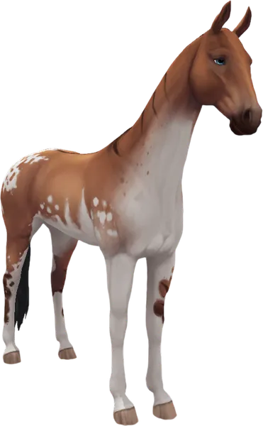 Akhal Teke, Pangare Dun Spotted Blanket