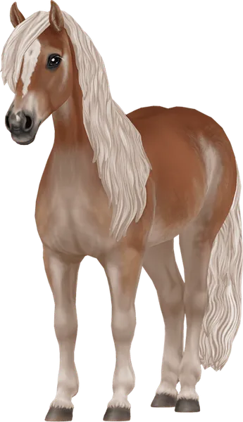 Haflinger, Flaxen Chestnut Pangare