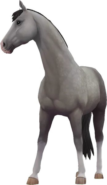 Trakehner, Dapple Grey