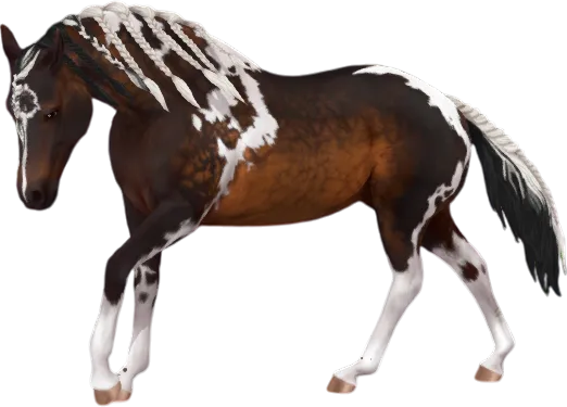 American Paint Horse, Seal Brown Tobiano