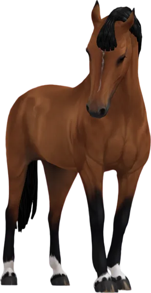 Belgian Warmblood, H&M Indiana