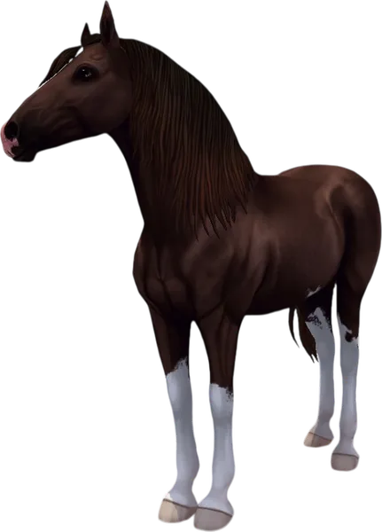 Paso Fino, Liver Chestnut Sabino