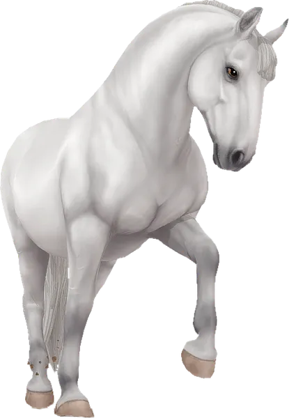 Lipizzaner, Light Grey