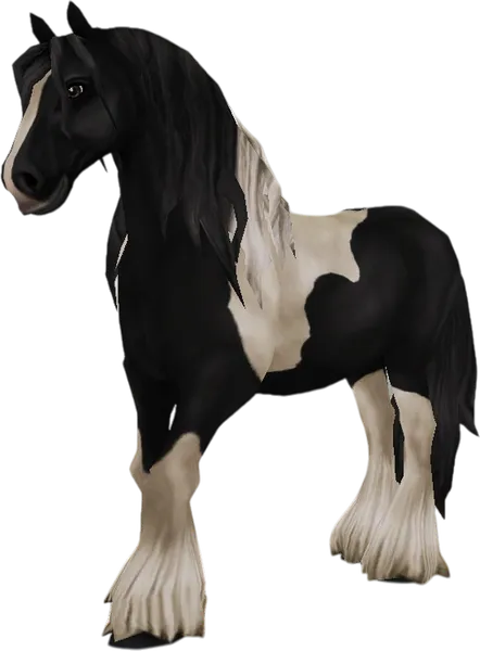 Irish Cob, Black Tobiano